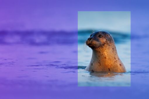 Seal in ocean